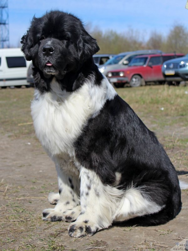 Фото: ньюфаундленд Питерньюф И Дид Ит Агаин (Piternyuf I Did It Again)