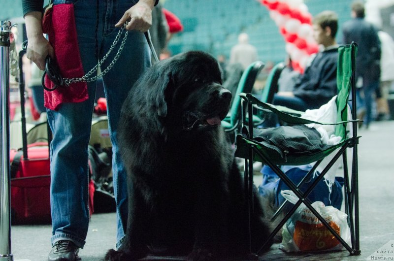 Фото: ньюфаундленд Принц Альфинский, Андрей Комиссаров