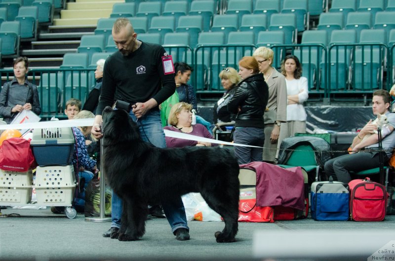 Фото: ньюфаундленд Принц Альфинский, Андрей Комиссаров