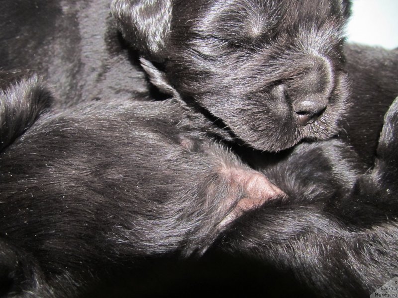 Фото: Детки, ньюфаундленд Их Высочество Владлена Маджикс, ньюфаундленд С'Нежная Вьюга Армандо Паруссо (S'Nezhnaya Vjuga Armando Parusso)