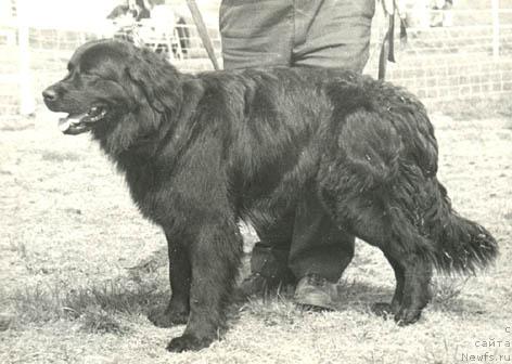 Фото: ньюфаундленд Ринда Старк