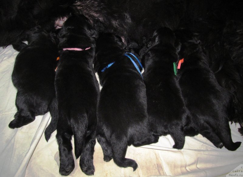 Фото: Детки, ньюфаундленд Их Высочество Владлена Маджикс, ньюфаундленд С'Нежная Вьюга Армандо Паруссо (S'Nezhnaya Vjuga Armando Parusso)