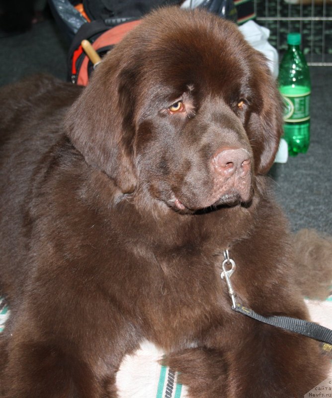 Фото: ньюфаундленд Акватория Келвин Хизер Хани (Aquatoriya Kelvin Heather Honey)