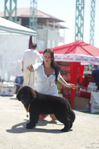 Фото: ньюфаундленд Спарт Грейт Бавария Бель (Spart Great Bavariya Bell), Кристина Мамон