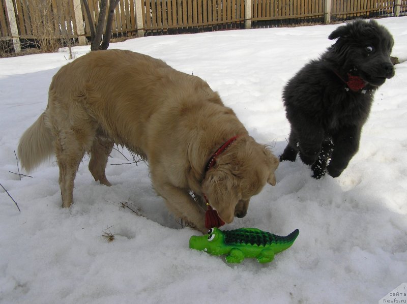 Фото: ньюфаундленд Дюрбахлер Клаб Альфаретта Виньетта, Лиса