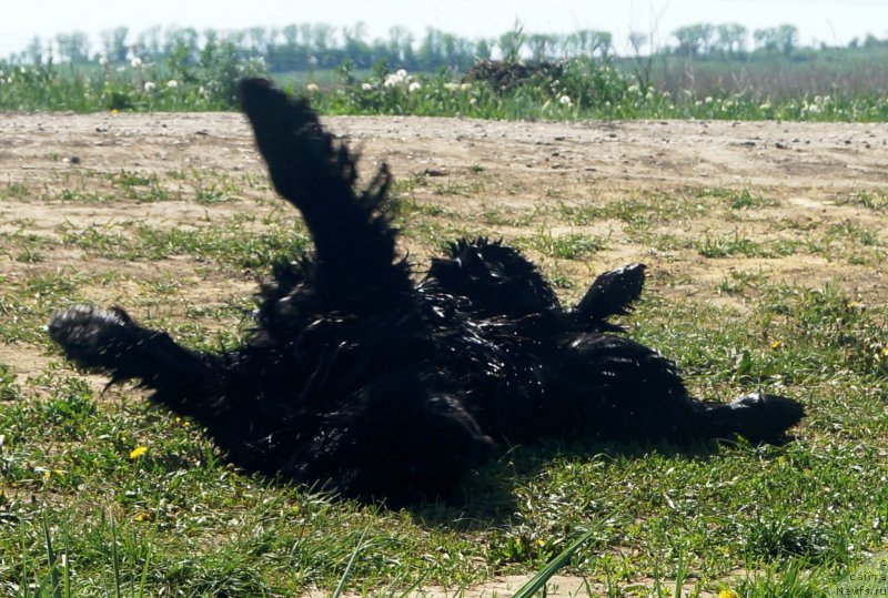 Фото: ньюфаундленд Чарующий Чезарио (Charuyuschiy Chezario)