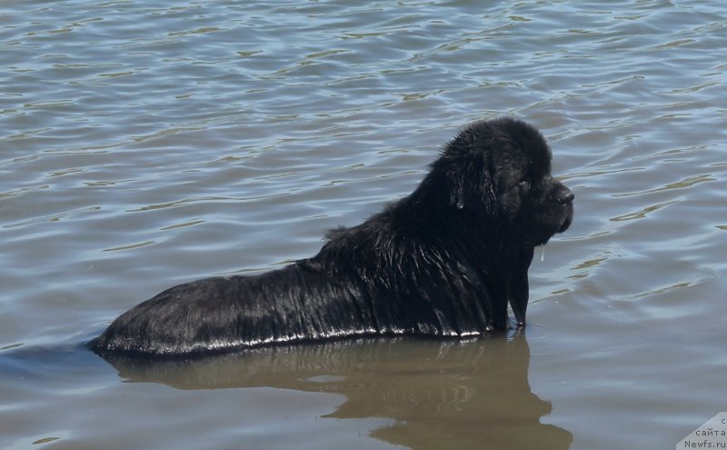Фото: ньюфаундленд Чарующий Чезарио (Charuyuschiy Chezario)