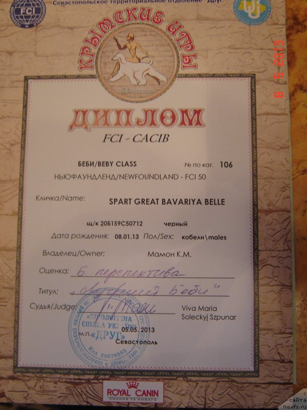 Фото: ньюфаундленд Спарт Грейт Бавария Бель (Spart Great Bavariya Bell)