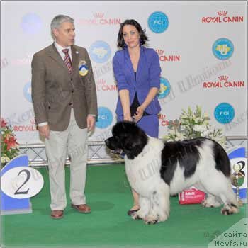 Фото: ньюфаундленд The Waves Sons Excellent Friends