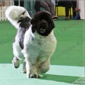 Фотография № 124485