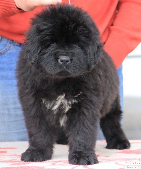 Фото: ньюфаундленд Их Высочество Глория Айрис (Ih Visochestvo Gloria Airis)
