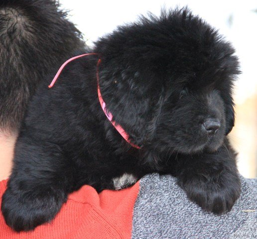 Фото: ньюфаундленд Их Высочество Глория Айрис (Ih Visochestvo Gloria Airis)