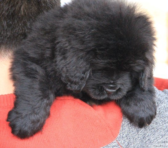 Фото: ньюфаундленд Их Высочество Глория Айрис (Ih Visochestvo Gloria Airis)