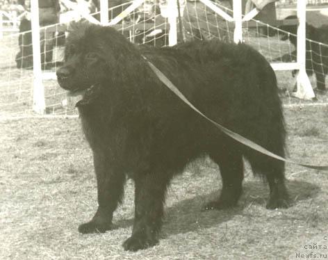 Фото: ньюфаундленд Хоника