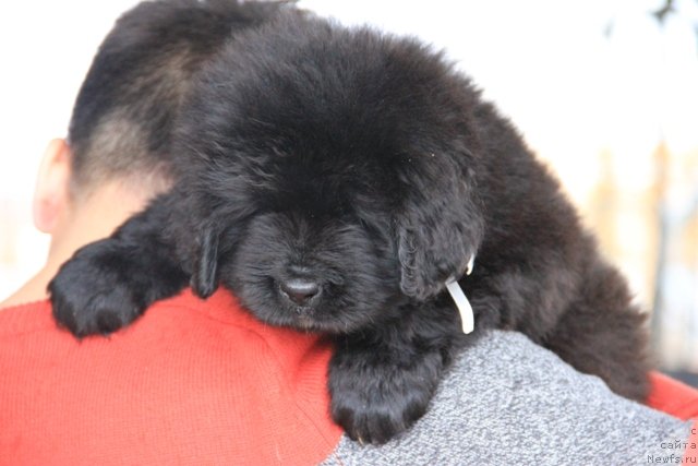 Фото: ньюфаундленд Их Высочество Глория Айрис (Ih Visochestvo Gloria Airis)