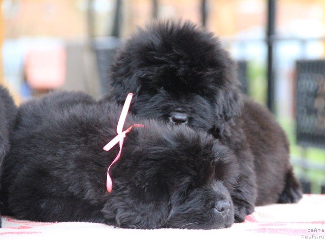 Фото: ньюфаундленд Их Высочество Глория Айрис (Ih Visochestvo Gloria Airis)