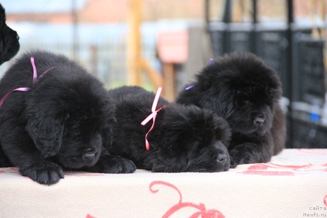 Фото: ньюфаундленд Их Высочество Глория Айрис (Ih Visochestvo Gloria Airis)