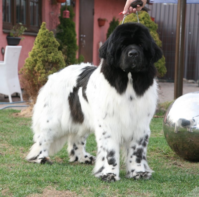 Фото: ньюфаундленд Аквиан Сонг Зеро Гравити (Akvian Song Zero Graviti)