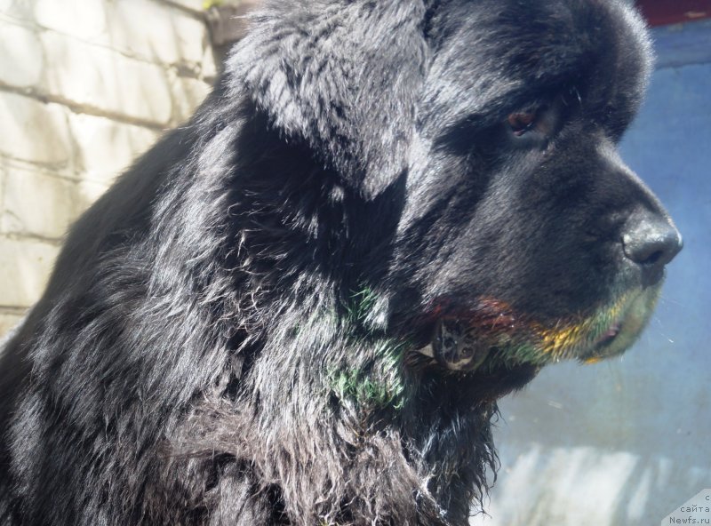 Фото: ньюфаундленд Чарующий Чезарио (Charuyuschiy Chezario)