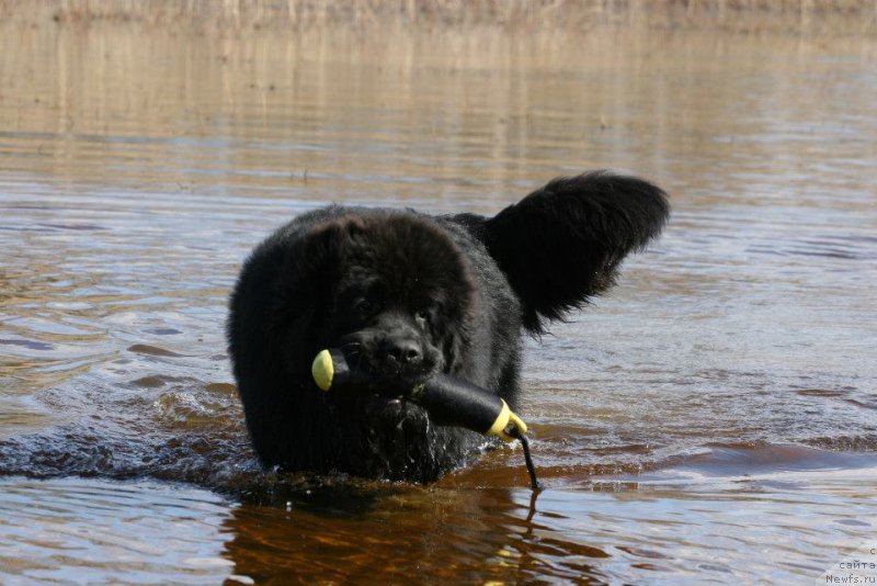 Фото: ньюфаундленд Флюфи Аваланч Экселлент Чоисе (Fluffy Avalanch Excellent Choice)