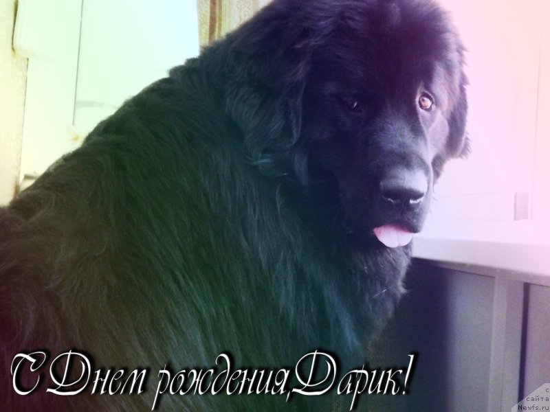 Фото: ньюфаундленд Би Перфект Аладар Хранитель Рода