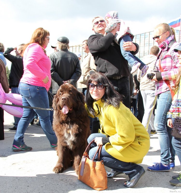 Фото: ньюфаундленд Обуш Шед Янтарный Поцелуй