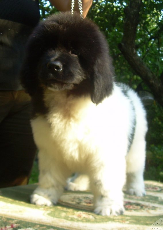 Фото: ньюфаундленд Velyke Malyatko Bard Udachi