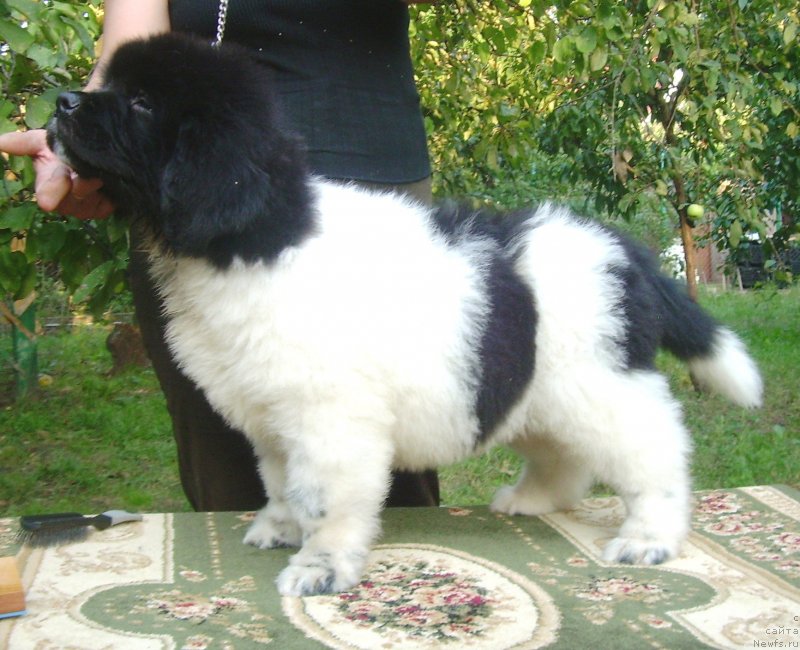 Фото: ньюфаундленд Velyke Malyatko Bard Udachi