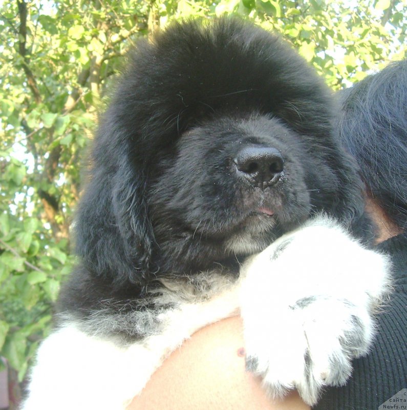 Фото: ньюфаундленд Velyke Malyatko Bard Udachi