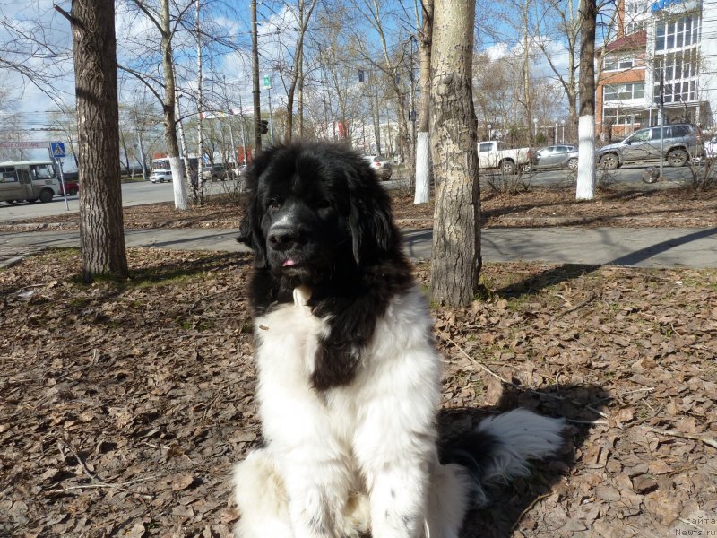 Фото: ньюфаундленд Фиаметтахауз Примо Орсо Нео