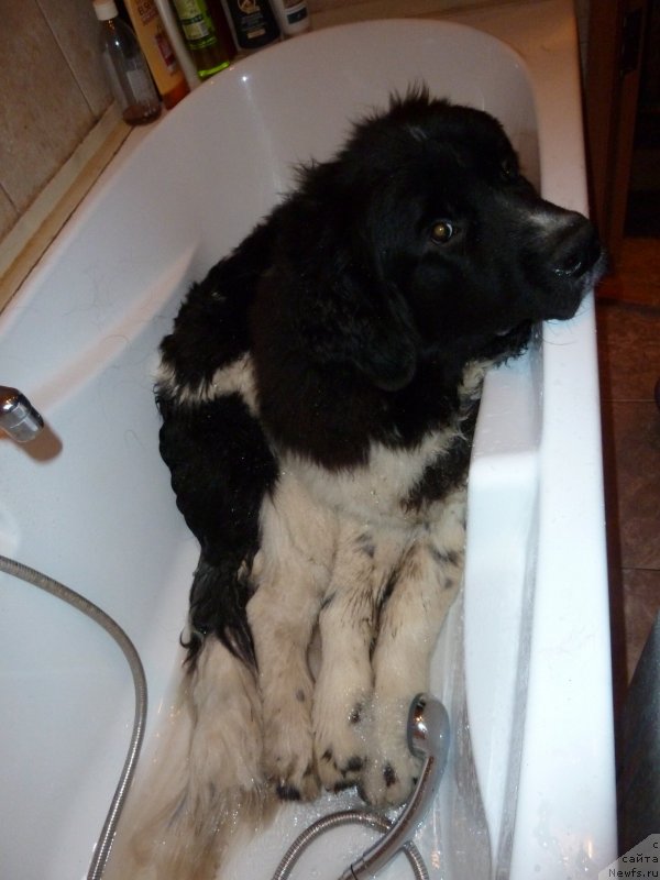 Фото: ньюфаундленд Фиаметтахауз Примо Орсо Нео