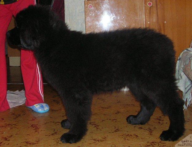 Фото: ньюфаундленд King of Helluland Dizzy Beauty