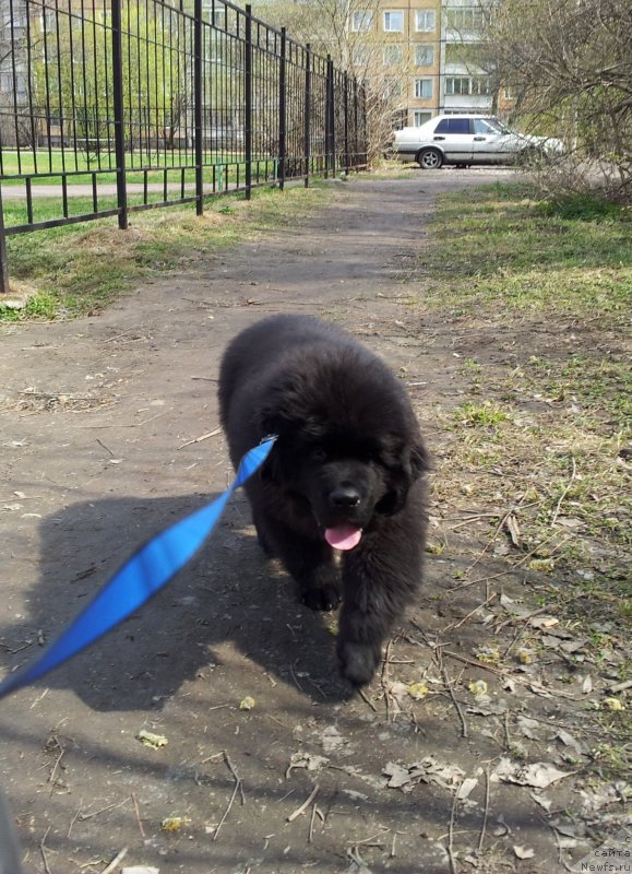 Фото: ньюфаундленд Бегущая по Волнам Есперанто Етуло Чуи