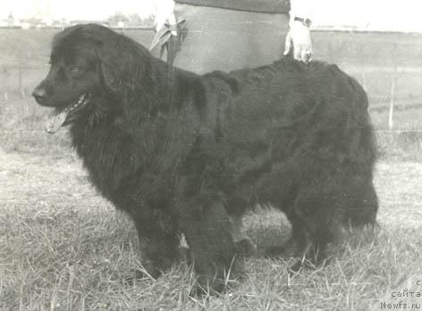 Фото: ньюфаундленд Жаклин