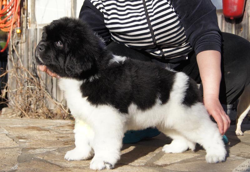 Фотография № 124603