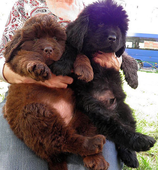 Фото: Дети, ньюфаундленд Zhdanny Syn Vialiki Miadzvedz, ньюфаундленд Джаконда