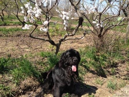 Фото: ньюфаундленд Рестайлинг Фром Шипмэн