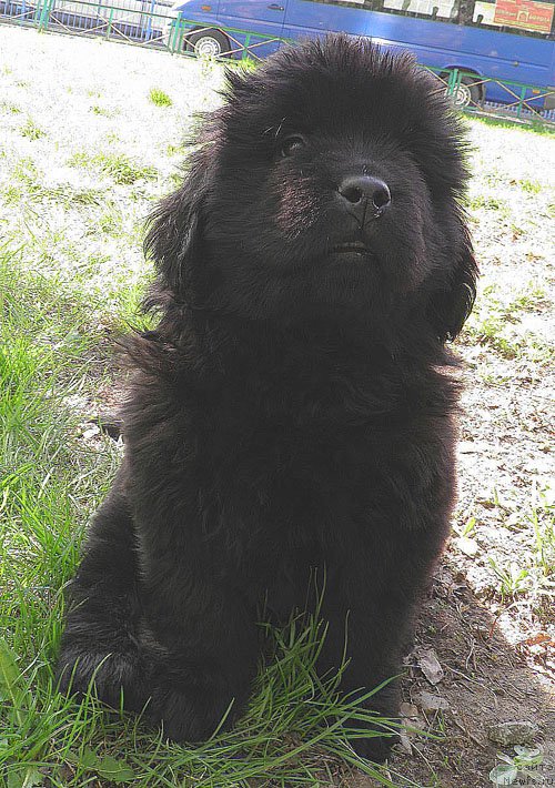 Фото: ньюфаундленд Инайтер Де Дюк