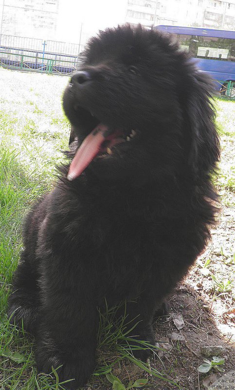 Фото: ньюфаундленд Инайтер Де Дюк