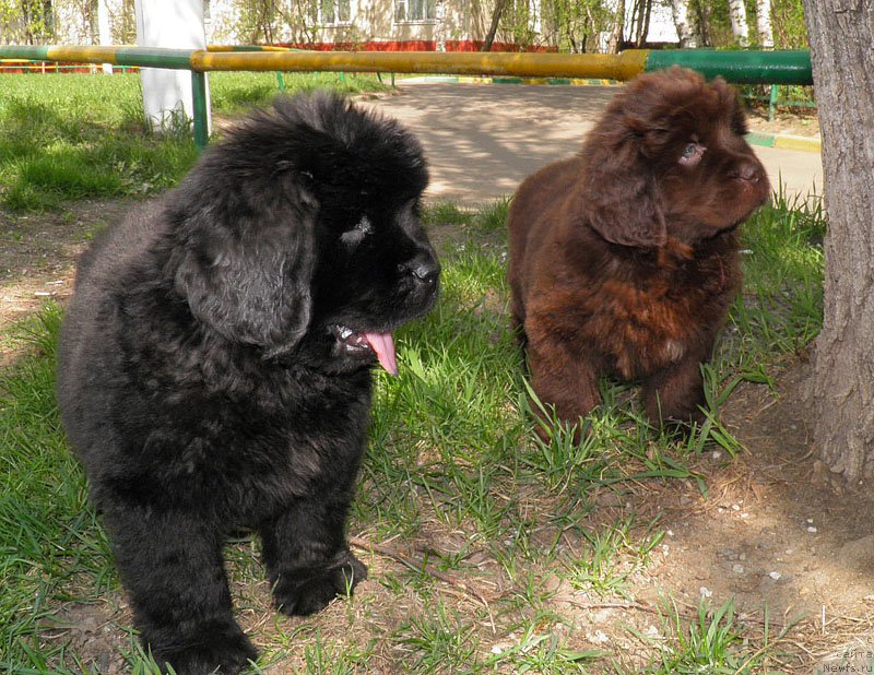 Фото: Дети, ньюфаундленд Zhdanny Syn Vialiki Miadzvedz, ньюфаундленд Джаконда