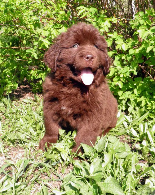 Фото: ньюфаундленд Ингерда Великолепная