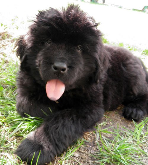 Фото: ньюфаундленд Инайтер Де Дюк