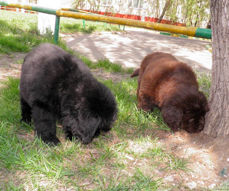 Фото: Дети, ньюфаундленд Zhdanny Syn Vialiki Miadzvedz, ньюфаундленд Джаконда