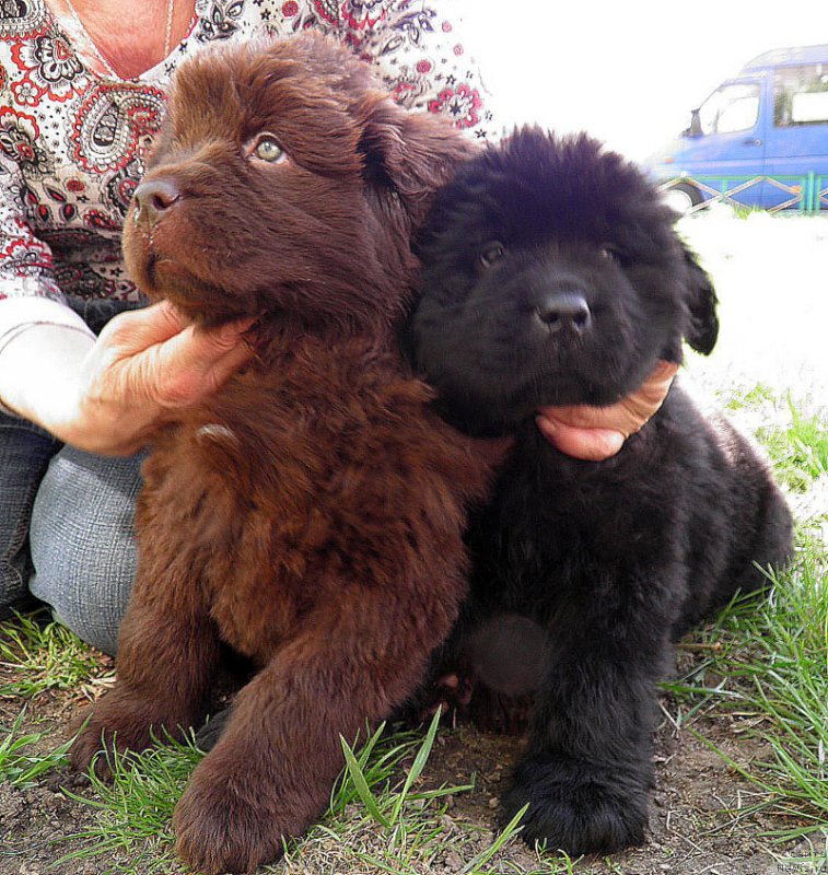 Фото: Дети, ньюфаундленд Zhdanny Syn Vialiki Miadzvedz, ньюфаундленд Джаконда
