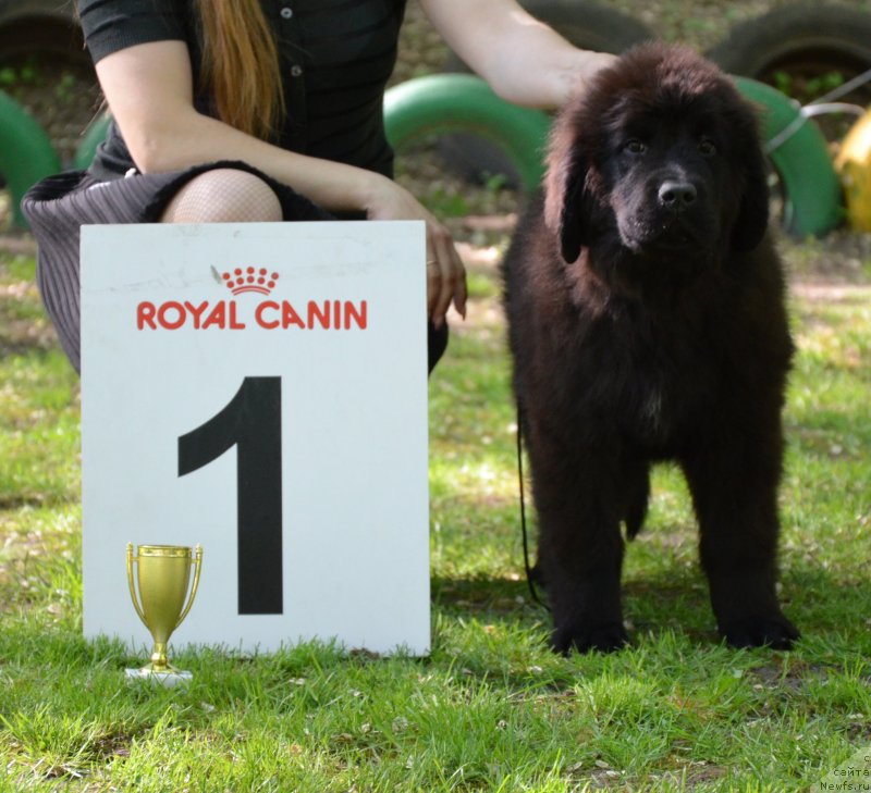 Фото: ньюфаундленд Амбер Чарм Импрессион