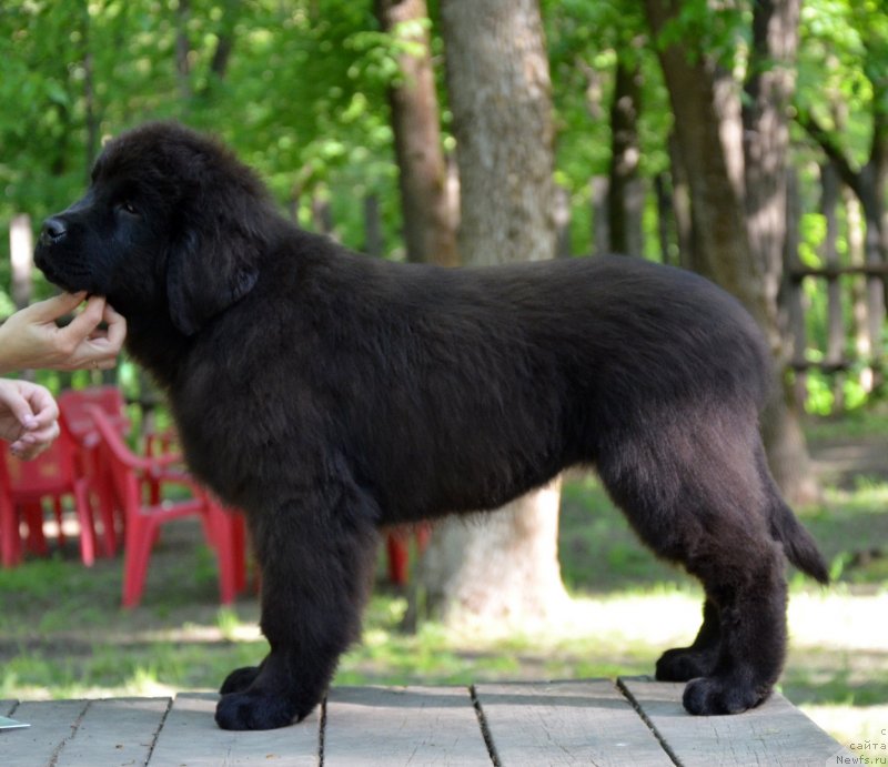 Фотография № 124631