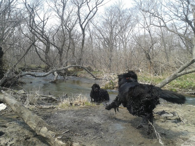 Фото: ньюфаундленд Несси Блэк с  Лесной Заимки, ньюфаундленд Супер Премиум Мерлин Монро