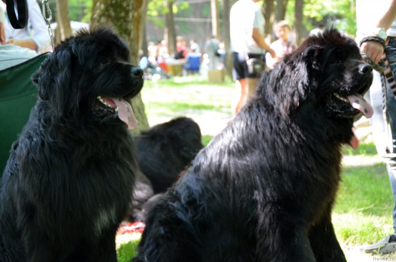 Фото: ньюфаундленд Амбер Чарм Евгениус, ньюфаундленд Амбер Чарм Елеутерос
