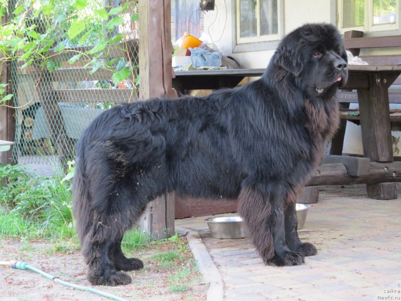 Фото: ньюфаундленд Счастливый Случай Кара Дениз (Schastlivyj Sluchay Kara Deniz)
