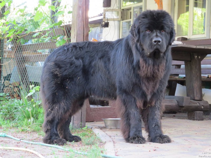 Фото: ньюфаундленд Счастливый Случай Кара Дениз (Schastlivyj Sluchay Kara Deniz)